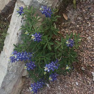 Meet your Posher, Leia